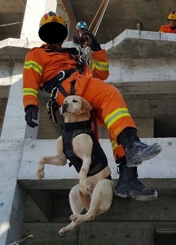 Public File | Dog Harness-User Photo-1